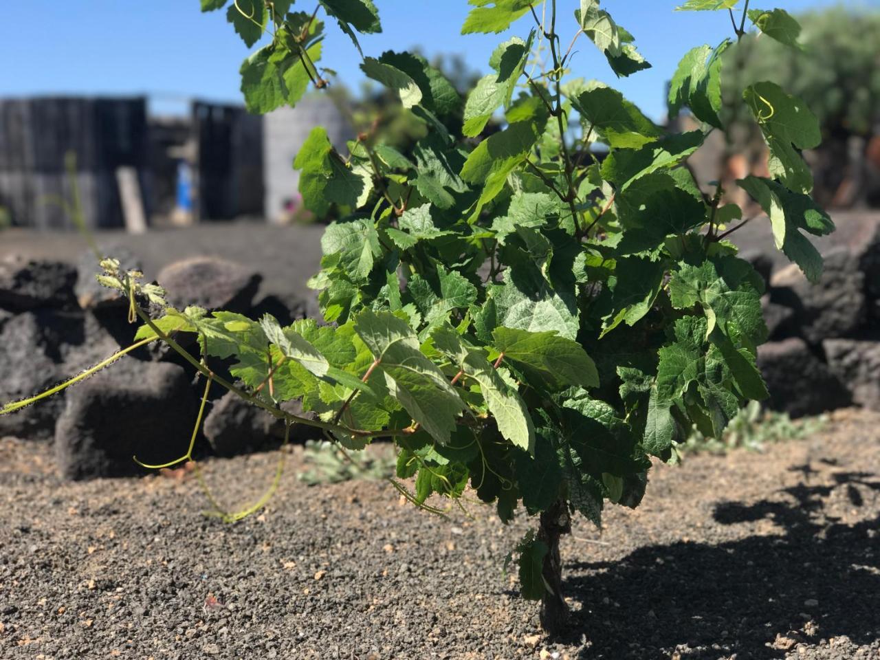 Hotel Eslanzarote Eco Dome Experience Teguise  Zewnętrze zdjęcie